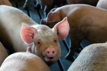 Ordinanza n&#176;7/2025 Misure di eradicazione e sorveglianza della peste suina africana